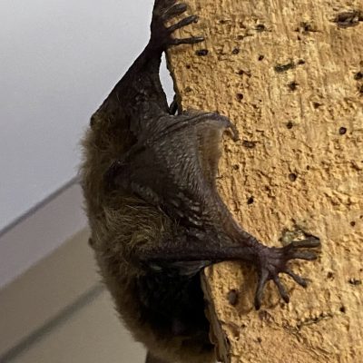 pipistrello arrampicato