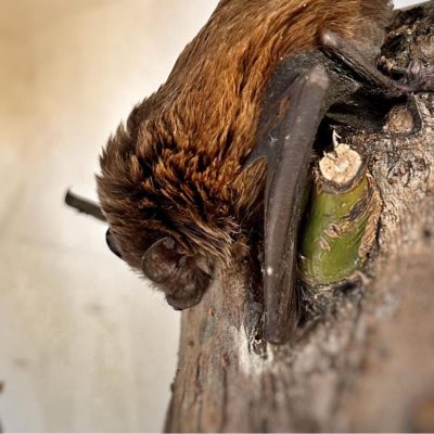 corteccia_pipistrello_pspipistrelli