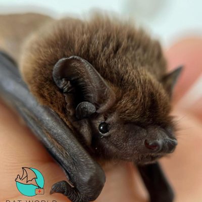 occhi-orecchie_pspipistrelli